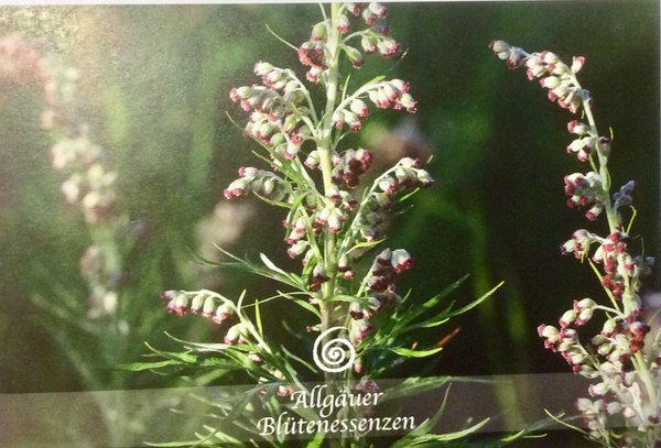 Allgäuer Blütenessenz 50ml.  Beifuß (Artemisia vulgaris) mit Blütenkarte