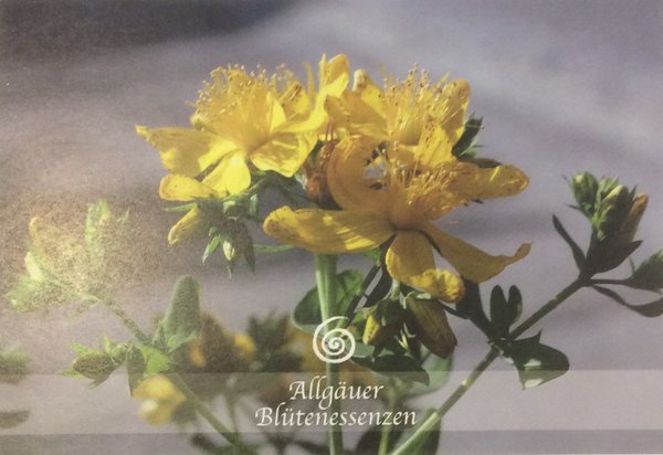 Allgäuer Blütenessenz 50ml.  Johanniskraut (Hypericum perforatum) mit Blütenkarte