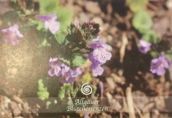 Allgäuer Blütenessenz 50ml.  Gundermann (Glechoma hederacea) mit Blütenkarte