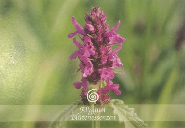 Allgäuer Blütenessenz 50ml.  Heilziest (Stachys officinalis) mit Blütenkarte